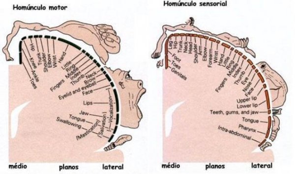 펜필드 호문쿨루스 – 새로운 형태의 뇌 01