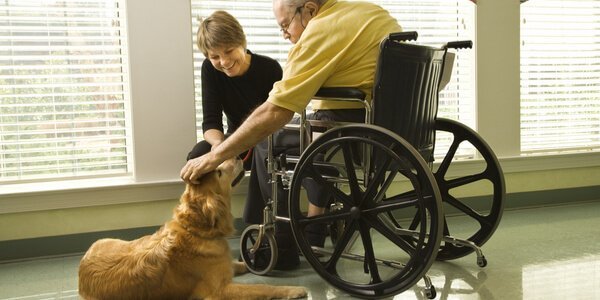 A therapy dog with a man in wheelchair.