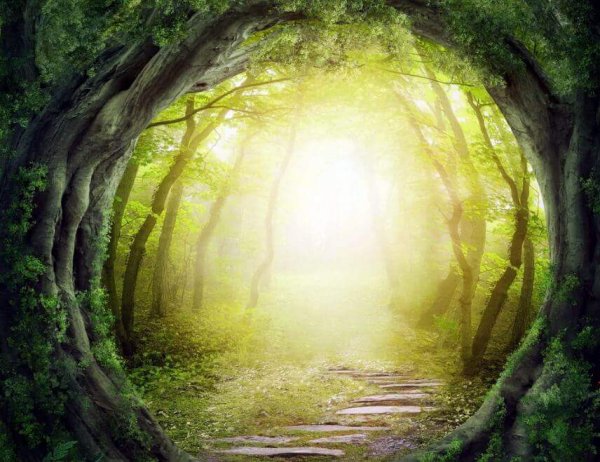 A lit-up path in the forest representing rumors.