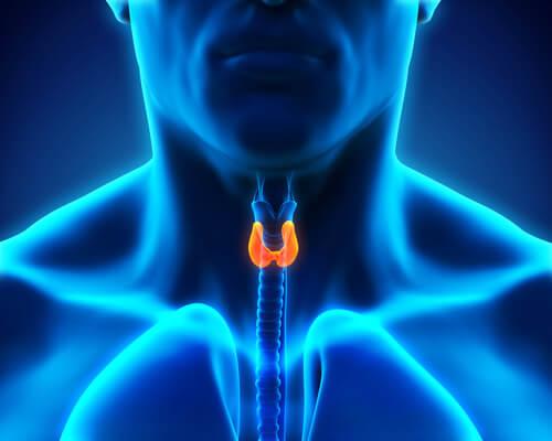 Hormones and the thyroid.
