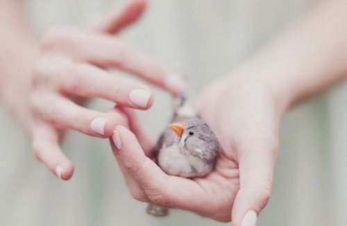 losing a pet