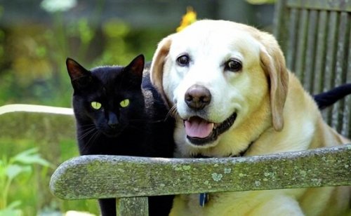 Grieving a Pet: the Loss of a Dear Animal Friend