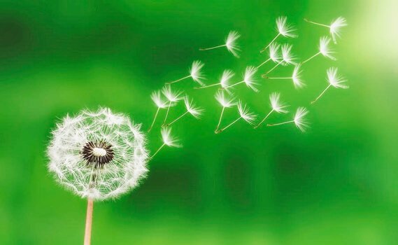 A dandelion blowing in the wind.