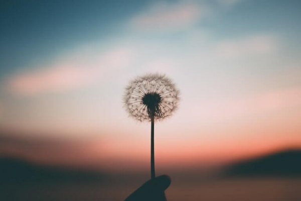 Being hopeful: a lone dandelion in the sunset.
