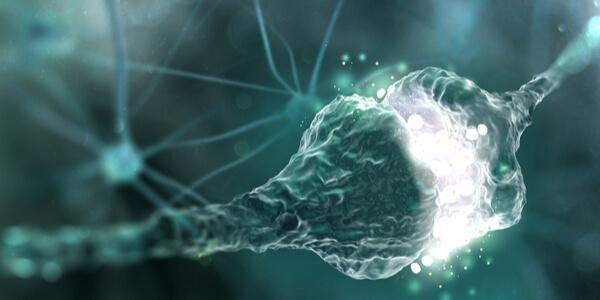 What is the Synaptic Cleft?