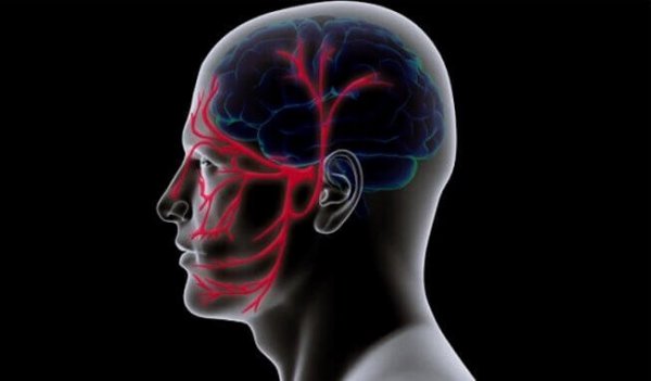 blood vessels in the brain and face