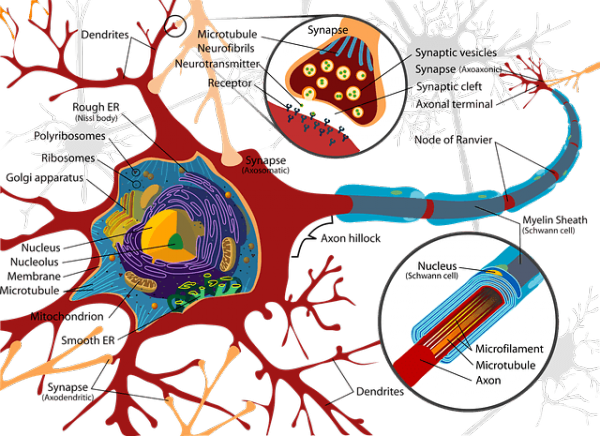 illustration of nerve showing synaptic gap