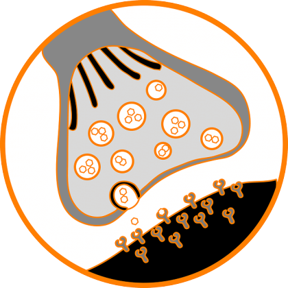 illustration of synaptic cleft