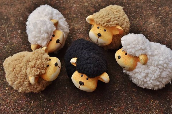 black sheep concept example of social norms