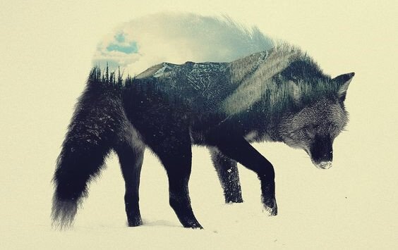 A wolf with a landscape inside.