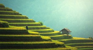 Do You Know What Cultural Evolution Is?