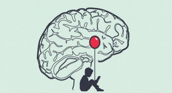 A child's brain.