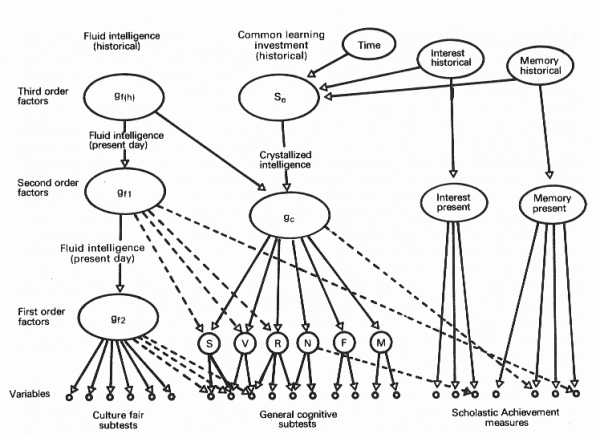 Cattell's intelligence model