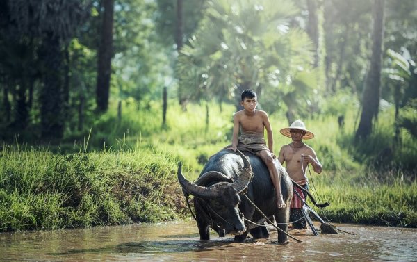 Men on a water buffalo.