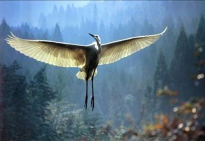 The Touching Story of the Old Man and the Crane