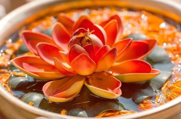 lotus flower symbolizing hindu proverbs 