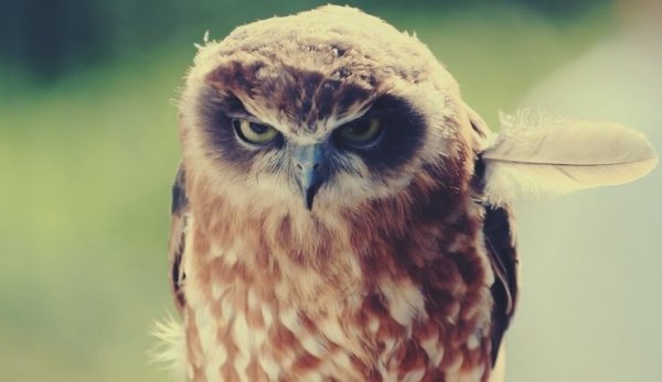 angry owl symbolizing being offended