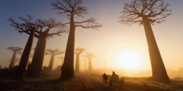 A baobab sunset