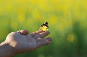 butterfly on finger
