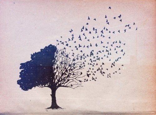 birds out of tree