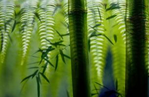 fern and the bamboo