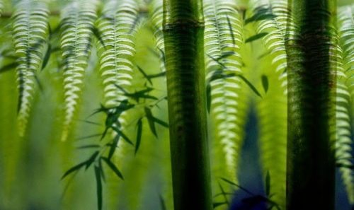 The fern and the bamboo: a fable on resilience