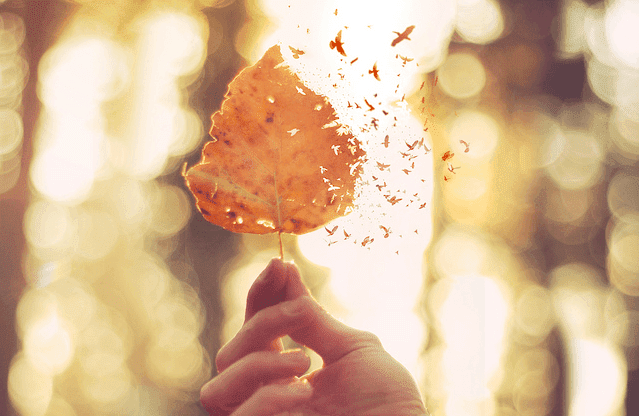 Deal with hurt feelings: leaf