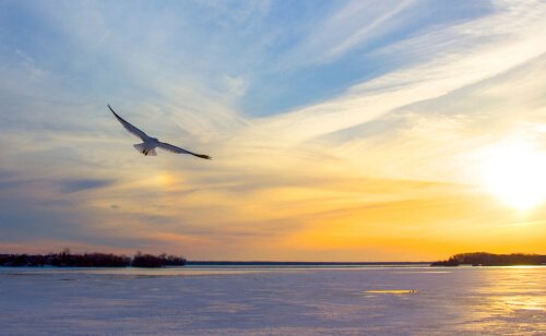Jonathan Livingston Seagull: Believing in Yourself