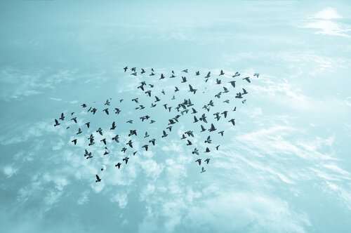 Flock of birds in the shape of an arrow.