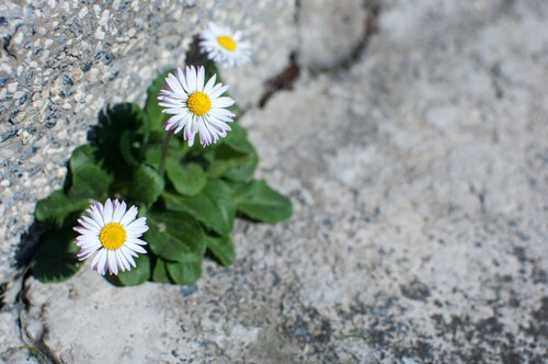 Flowers representing hope in crises