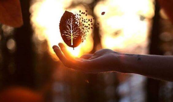 Hand with a leaf