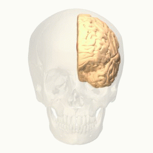 Inside of the brain