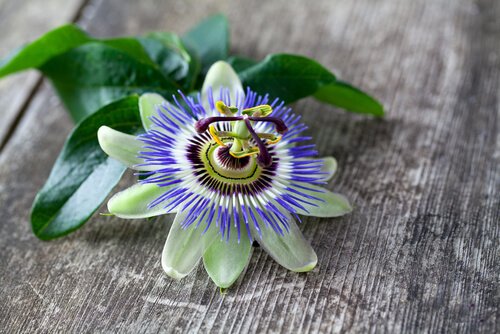 Passion flower tea can help better sleep