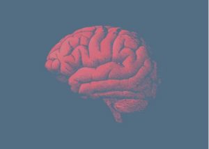 Why Does the Brain Age? The Answer is in Your Genes