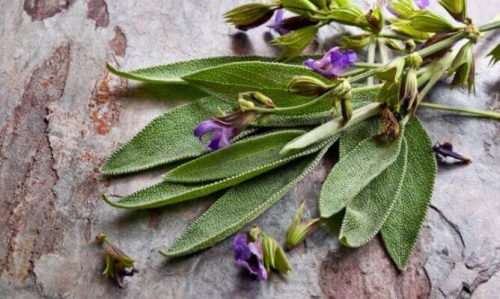 Benefits of Salvia, the Plant for Women