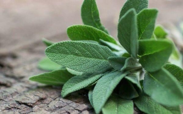 benefits of salvia plain