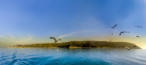 Jonathan Livingston Seagull flies