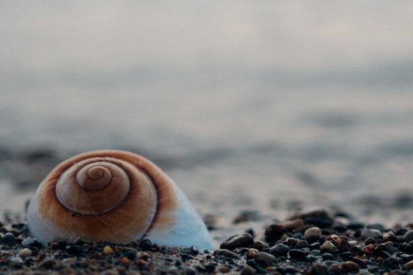 shell on beach