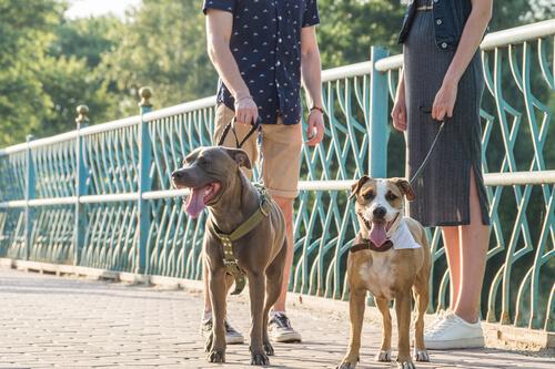 talking to strangers and their dogs
