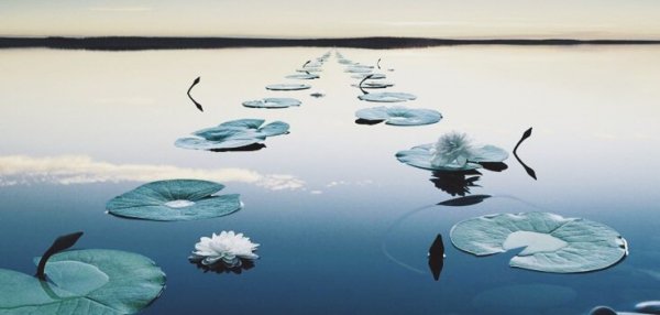 Path of plants on water.