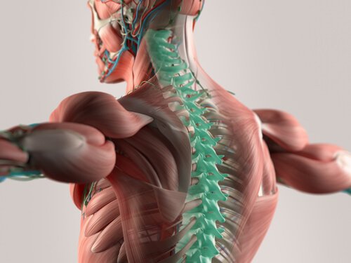 The Cerebrospinal Fluid: The Foundation of the Central Nervous System