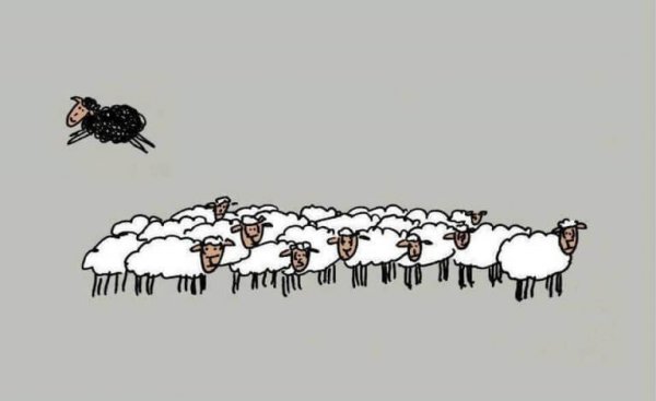 Black sheep jumping over flock of other sheep.