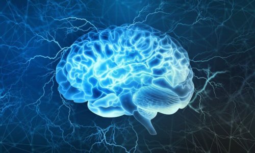 The Prefrontal Cortex: One of the Most Interesting Parts of the Brain