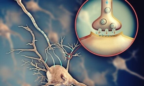 Acetylcholine: The Neurotransmitter With Many Functions