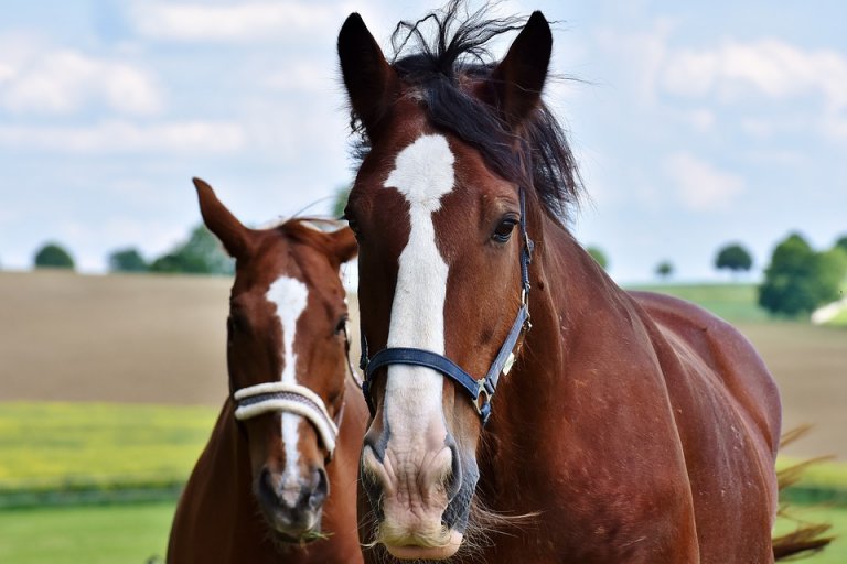 Two horses.