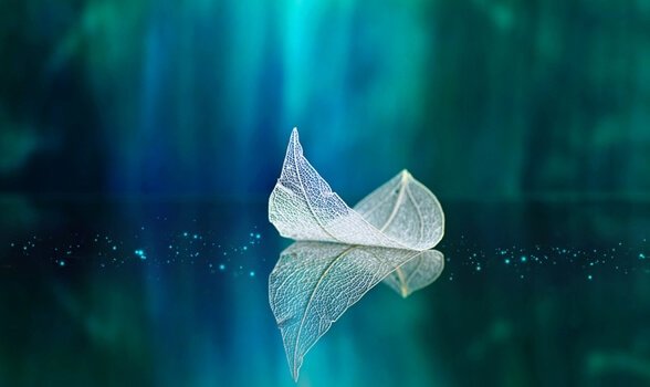 Translucent leaf floating on water.