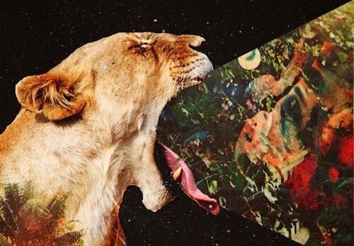 Lion vomiting images after eating too many bitter things.