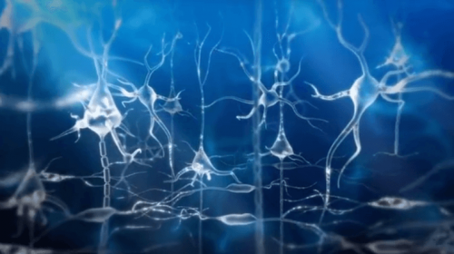 Neurons.