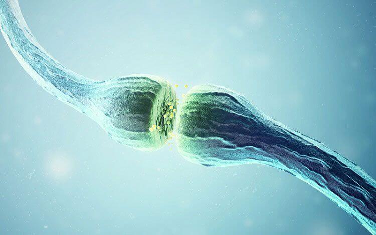 Neurotransmitter synapses.