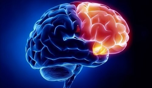 The orbitofrontal cortex of the brain.